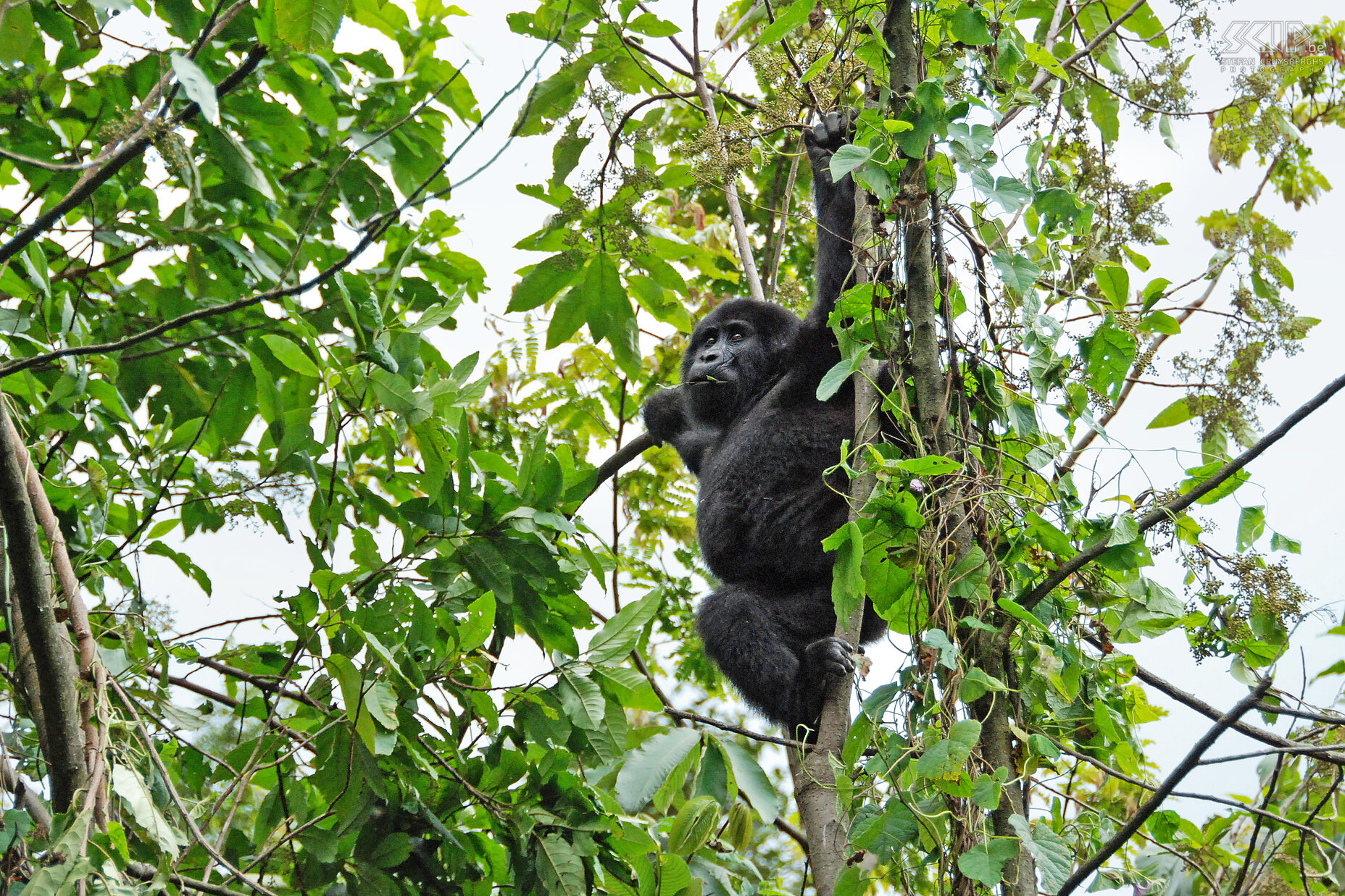 Bwindi - Jonge gorilla Jonge gorilla's zijn zeer speels en durven vrij dicht bij de toeristen komen. Stefan Cruysberghs